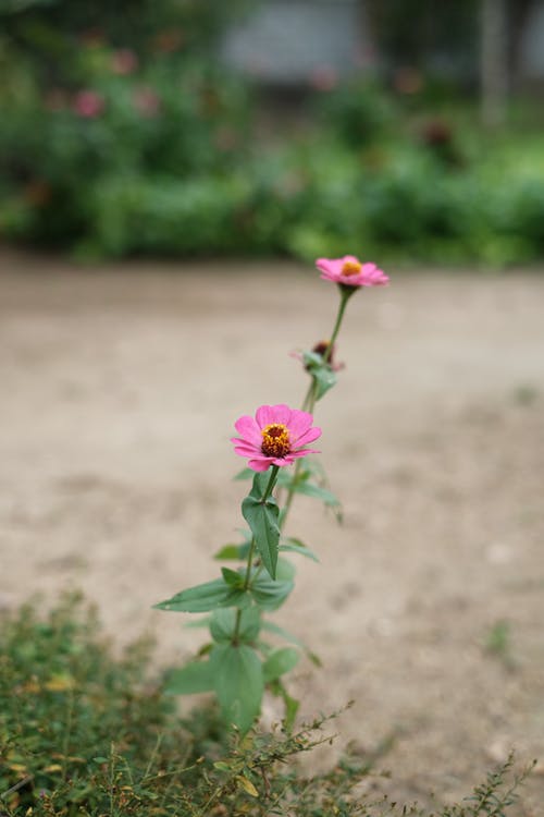 有关傾斜移位, 增長, 微妙的免费素材图片