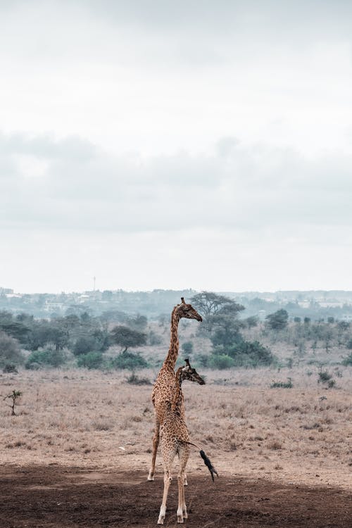 有关動物, 動物攝影, 哺乳動物的免费素材图片