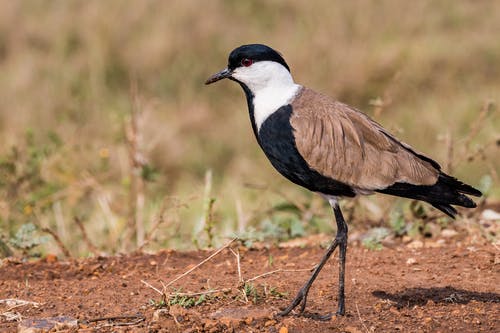 有关側面圖, 動物, 動物攝影的免费素材图片