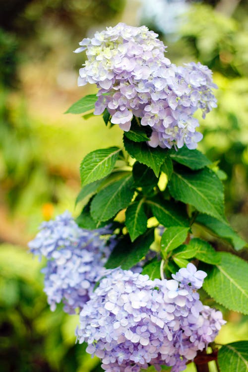 有关傾斜移位, 光滑的绣球花, 增長的免费素材图片