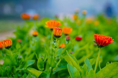 有关傾斜移位, 增長, 微妙的免费素材图片