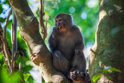 有关動物, 可愛, 哺乳動物的免费素材图片