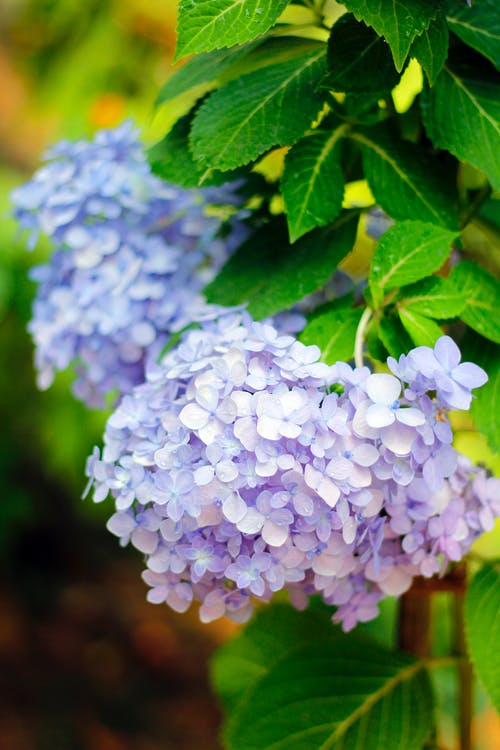 有关傾斜移位, 光滑的绣球花, 增長的免费素材图片