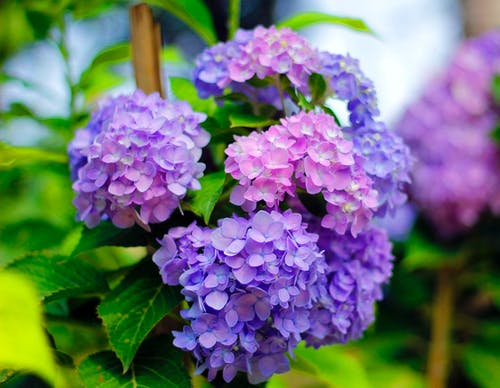 有关傾斜移位, 光滑的绣球花, 增長的免费素材图片