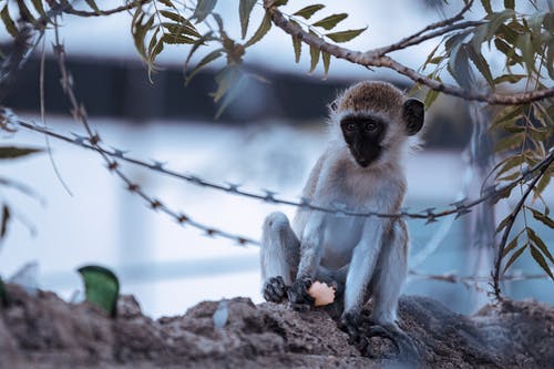 有关動物, 動物攝影, 哺乳動物的免费素材图片