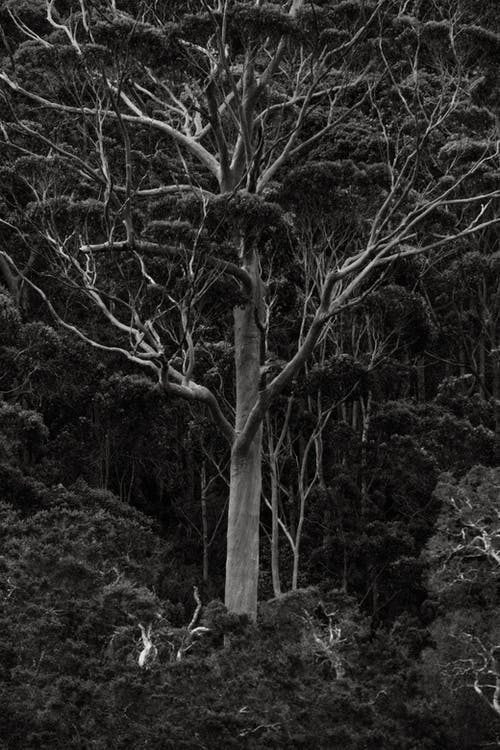 有关單色, 垂直拍摄, 增長的免费素材图片