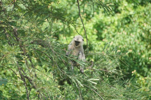 有关小猴子, 森林, 深綠色的免费素材图片