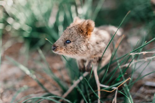 有关動物, 動物攝影, 哺乳動物的免费素材图片