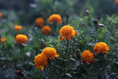 有关橙花, 漂亮, 特写的免费素材图片