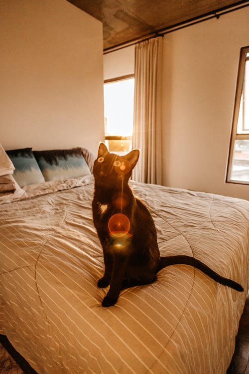 有关內部, 公寓, 冷靜的免费素材图片