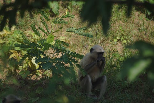 有关森林, 深綠色, 猴子的免费素材图片