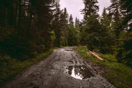 树木之间的土路 · 免费素材图片