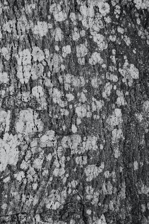 有关bw, Copyspace, 不均匀的的免费素材图片