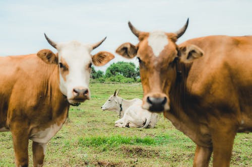 有关一群動物, 农事, 农家庭院的免费素材图片