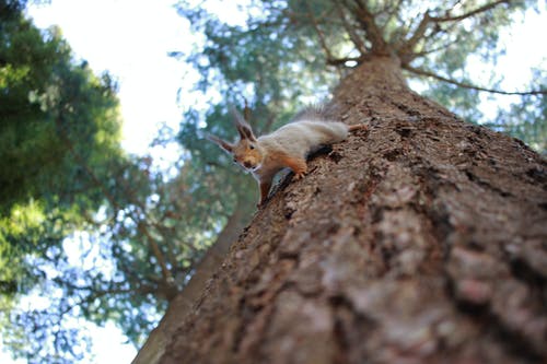 有关低角度拍攝, 動物, 動物攝影的免费素材图片