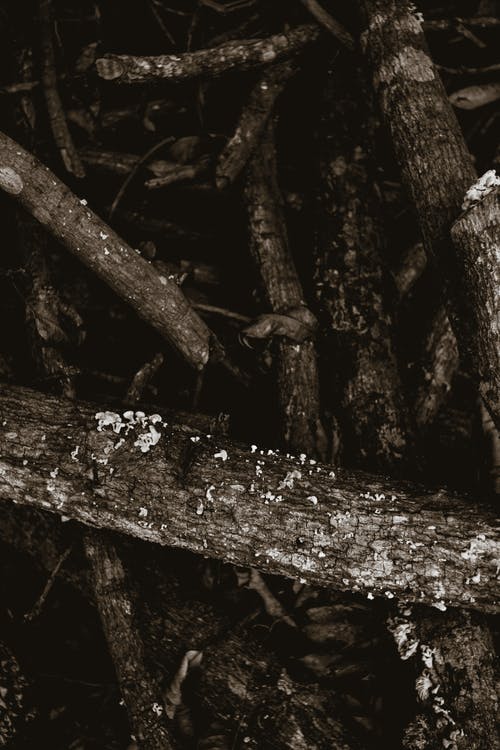 有关下落, 乾旱, 乾燥的免费素材图片