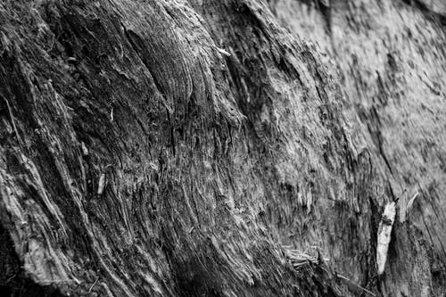 有关bw, Copyspace, 乾的的免费素材图片