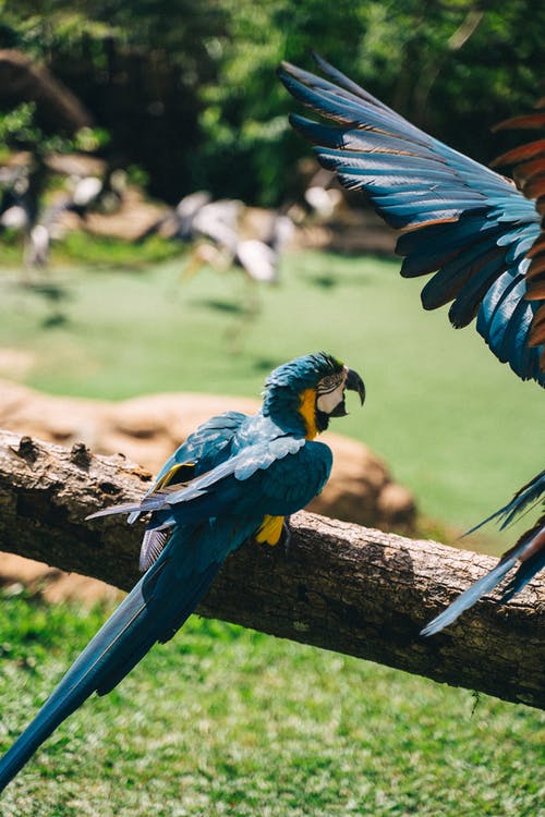 有关動物, 動物園, 可愛的免费素材图片