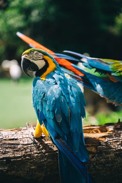 有关動物, 動物園, 可愛的免费素材图片