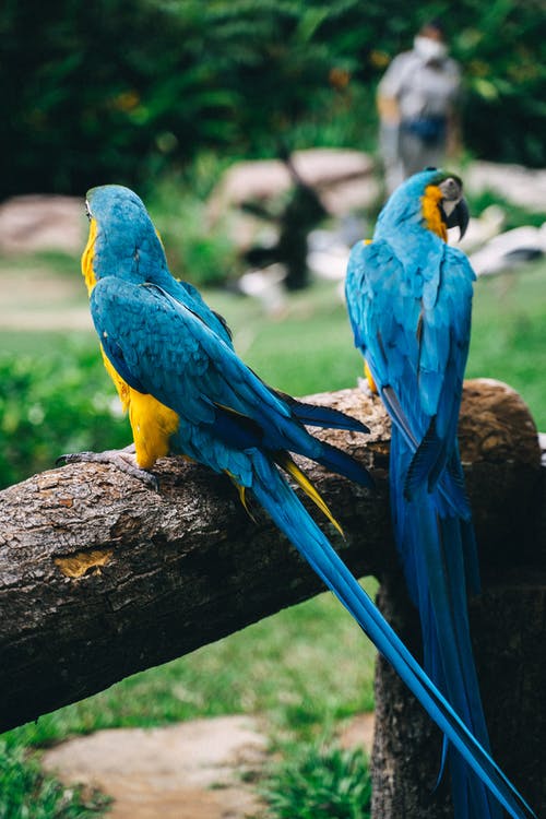 有关動物園, 可愛, 垂直拍摄的免费素材图片