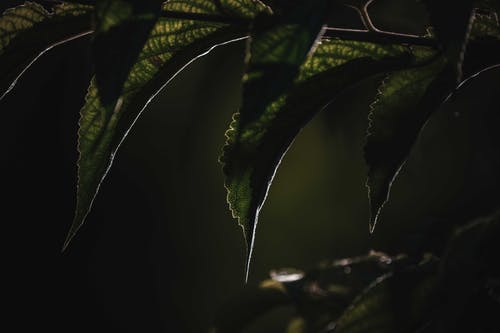 有关元素, 地平線, 增長的免费素材图片