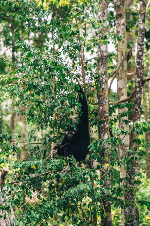 有关動物, 叢林, 垂直拍摄的免费素材图片