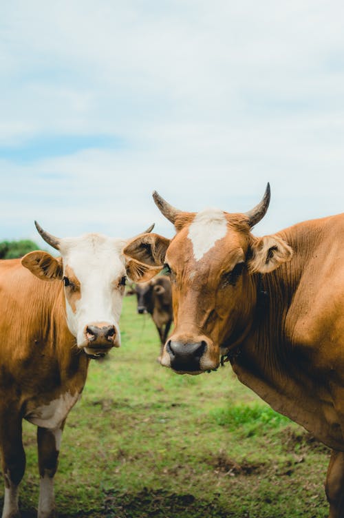 有关一群動物, 农事, 农家庭院的免费素材图片