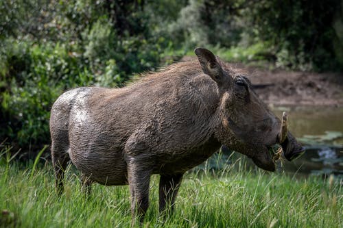 有关動物, 哺乳動物, 疣猪的免费素材图片