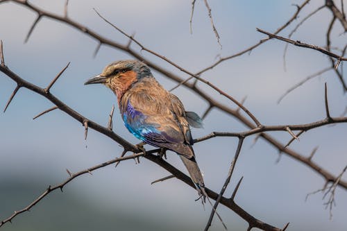 有关troupant, 動物, 可愛的免费素材图片
