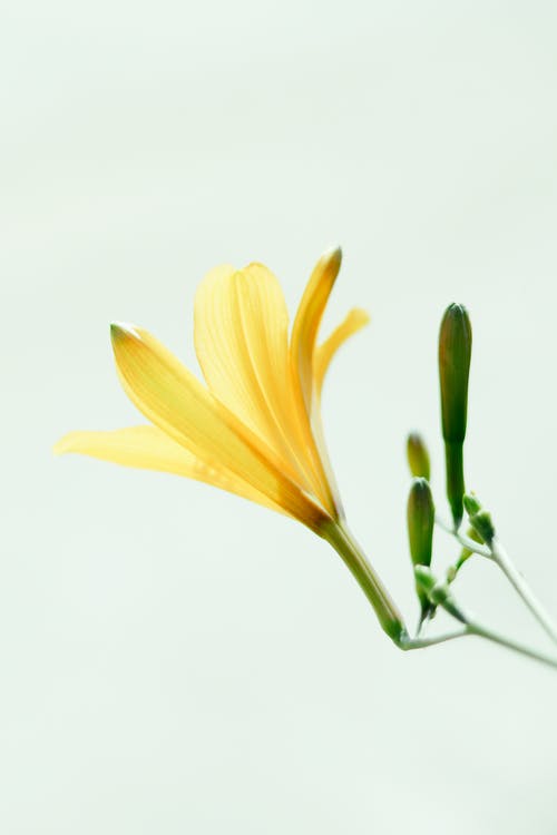 有关光, 向日葵, 和諧的免费素材图片
