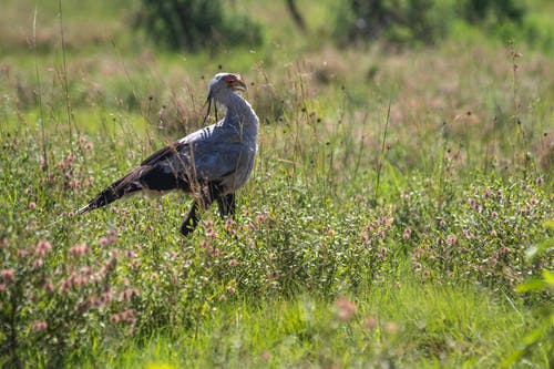 有关動物, 特写, 秘书鸟的免费素材图片
