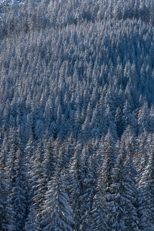 有关全画幅, 公園, 冬季的免费素材图片