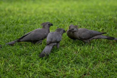 有关動物攝影, 灰色离去的鸟, 灰色路易的免费素材图片
