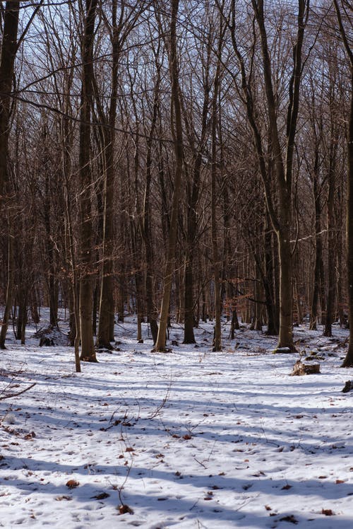 有关下雪的天氣, 乾的, 光秃秃的树木的免费素材图片
