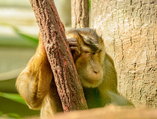 有关動物, 哺乳動物, 毛茸茸的免费素材图片