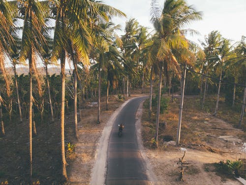 棕榈树之间的灰色混凝土路 · 免费素材图片