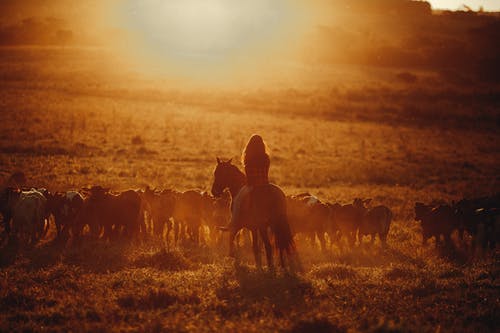 有关冷靜, 動物, 匿名的免费素材图片
