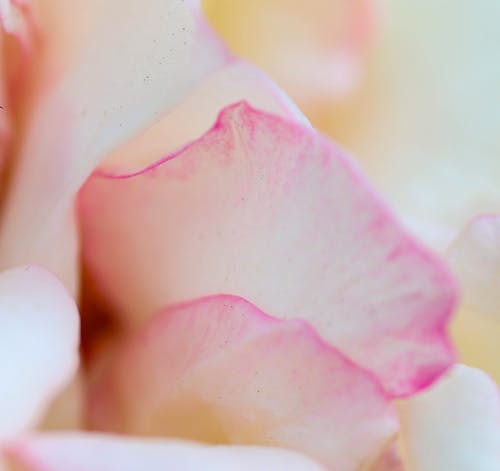 有关優雅, 元素, 光的免费素材图片