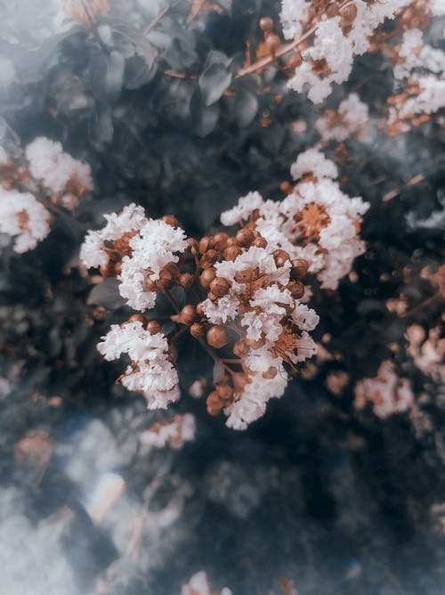 有关垂直拍摄, 植物群, 樹的免费素材图片