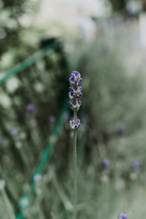 有关垂直拍摄, 增長, 植物群的免费素材图片