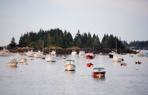 有关假日, 假期, 冷杉的免费素材图片