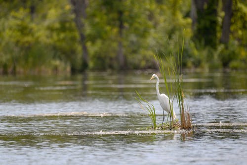 有关池塘, 涉水鸟, 白鷺的免费素材图片