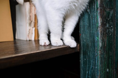 有关動物, 原本, 可愛的免费素材图片