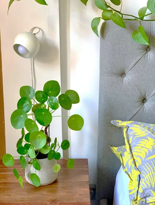 有关pile peperomioides, Throw Pillows, 光的免费素材图片