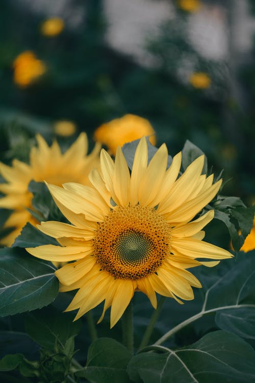 有关充滿活力, 公園, 农事的免费素材图片