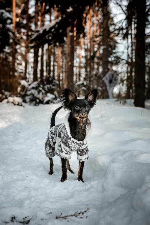 有关俄罗斯小猎犬, 光, 冬季的免费素材图片