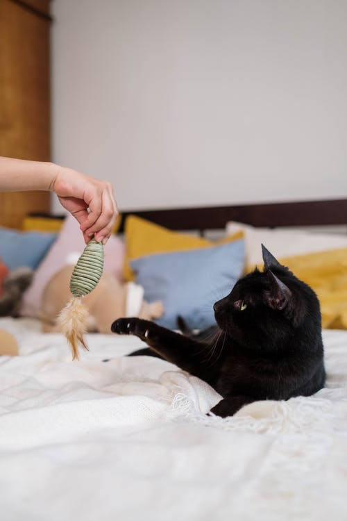 有关動物, 可愛, 可愛的的免费素材图片