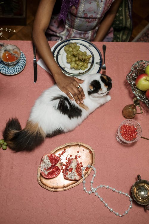 有关人, 凝視, 動物的免费素材图片