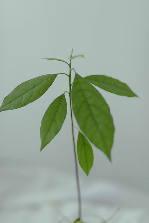 有关圖案, 垂直拍摄, 增長的免费素材图片