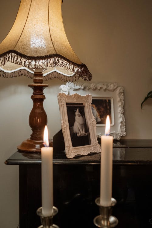 有关光, 動物, 古董的免费素材图片